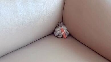 KR TWITTER PORN VIDEOS 00137947