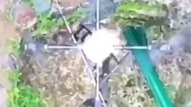 KR TWITTER PORN VIDEOS 00113920