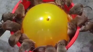 KR TWITTER PORN VIDEOS 00018070