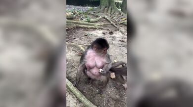 JP TWITTER PORN VIDEOS 00151555