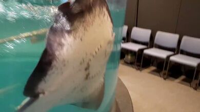 JP TWITTER PORN VIDEOS 00201717