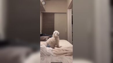 JP TWITTER PORN VIDEOS 00148568