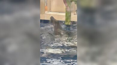 JP TWITTER PORN VIDEOS 00050108