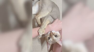 JP TWITTER PORN VIDEOS 00062970