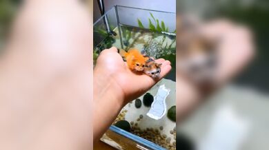 KR TWITTER PORN VIDEOS 00021957