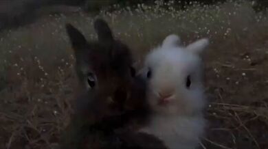 KR TWITTER PORN VIDEOS 00023267