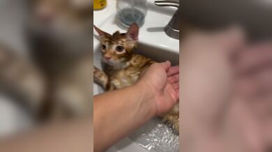 KR TWITTER PORN VIDEOS 00003294