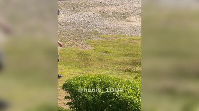 KR TWITTER PORN VIDEOS 00003594