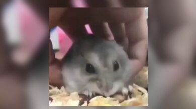 KR TWITTER PORN VIDEOS 00098696