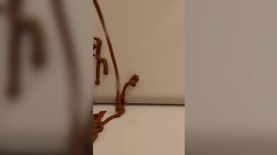KR TWITTER PORN VIDEOS 00098732
