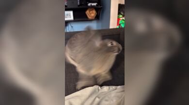 KR TWITTER PORN VIDEOS 00060046