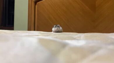 KR TWITTER PORN VIDEOS 00124437