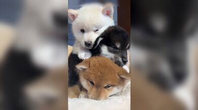 JP NEW 20260428-1256-739