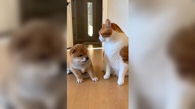 KR TWITTER PORN VIDEOS 00136139