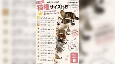 JP NEW 20260511-0440-913