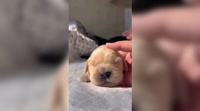 KR TWITTER PORN VIDEOS 00004831