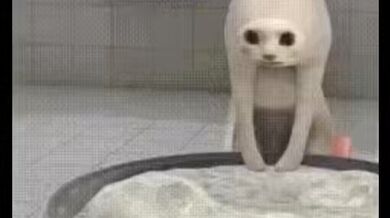 KR TWITTER PORN VIDEOS 00035053