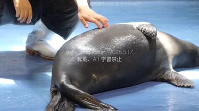 JP NEW 20260523-1140-319