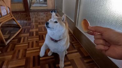 JP TWITTER PORN VIDEOS 00200208