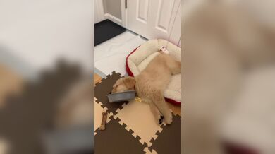 KR TWITTER PORN VIDEOS 00112675