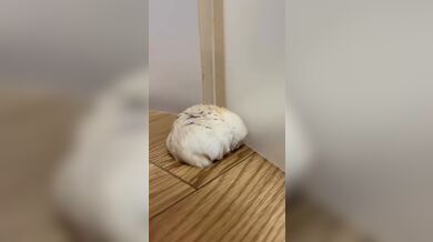KR TWITTER PORN VIDEOS 00061299