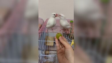 KR TWITTER PORN VIDEOS 00087035