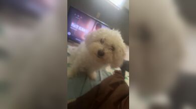 KR TWITTER PORN VIDEOS 00061462