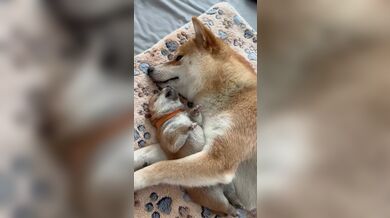 KR TWITTER PORN VIDEOS 00061438