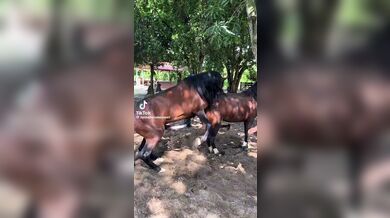 KR TWITTER PORN VIDEOS 00004964