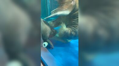 JP TWITTER PORN VIDEOS 00048696