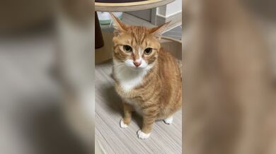 JP TWITTER PORN VIDEOS 00160214