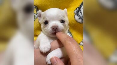 KR TWITTER PORN VIDEOS 00032643