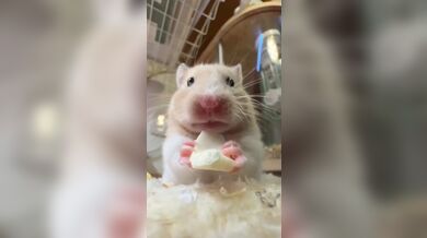 KR TWITTER PORN VIDEOS 00084333