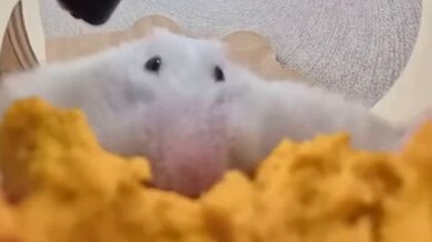 KR TWITTER PORN VIDEOS 00084693