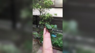 JP TWITTER PORN VIDEOS 00208977