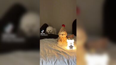 KR TWITTER PORN VIDEOS 00033332