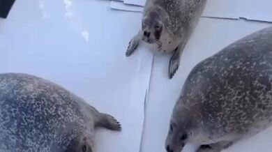 KR TWITTER PORN VIDEOS 00046209