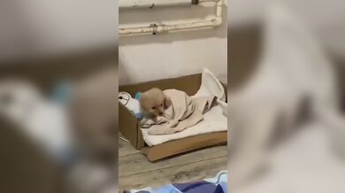 KR TWITTER PORN VIDEOS 00185460