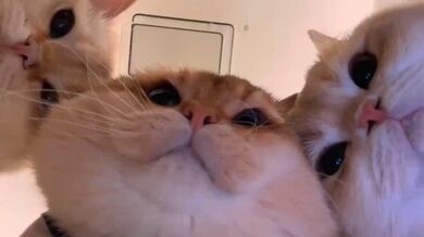 KR TWITTER PORN VIDEOS 00085046