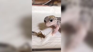 KR TWITTER PORN VIDEOS 00085470