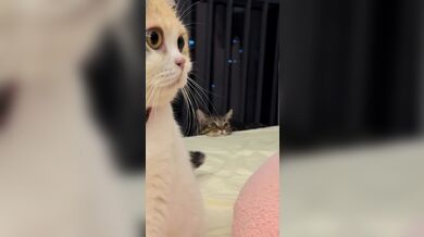 KR TWITTER PORN VIDEOS 00085642