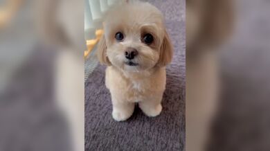 JP TWITTER PORN VIDEOS 00145658