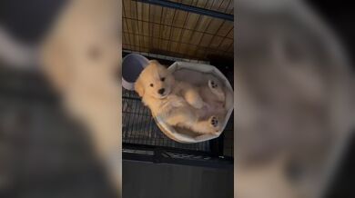 KR TWITTER PORN VIDEOS 00085816