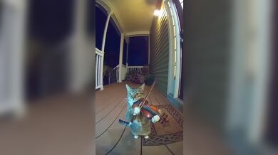 JP TWITTER PORN VIDEOS 00172381