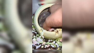 KR TWITTER PORN VIDEOS 00108441