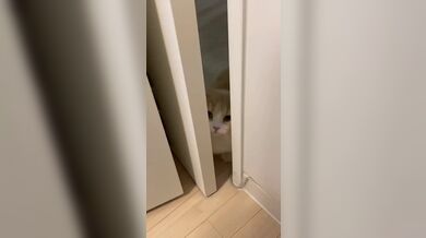 KR TWITTER PORN VIDEOS 00007337
