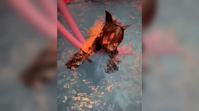 JP TWITTER PORN VIDEOS 00206937