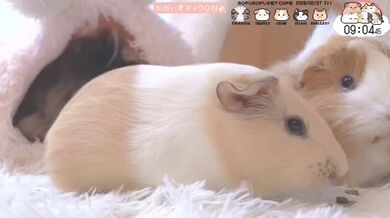 KR TWITTER PORN VIDEOS 00172583