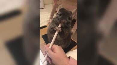 JP TWITTER PORN VIDEOS 00172789