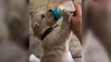 KR TWITTER PORN VIDEOS 00096108